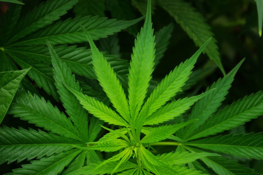 Some public high schools in New Jersey have legalized medical marijuana.